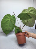 Anthurium Crystallinum (Groß) mit Blüte