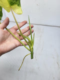 Philodendron Burle Marx Variegata Steckling