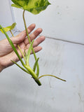 Philodendron Burle Marx Variegata Steckling