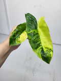 Philodendron Burle Marx Variegata Steckling