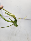 Philodendron Burle Marx Variegata Steckling