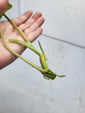 Philodendron Burle Marx Variegata Steckling