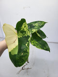 Philodendron Burle Marx Variegata Steckling