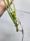 Philodendron Burle Marx Variegata Steckling