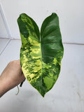 Philodendron Burle Marx Variegata Steckling