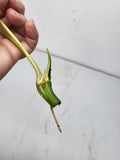 Philodendron Burle Marx Variegata Steckling