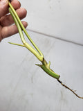 Philodendron Burle Marx Variegata Steckling