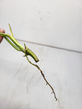 Philodendron Burle Marx Variegata Steckling