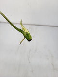 Philodendron Burle Marx Variegata Steckling