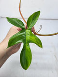 Philodendron Florida Beauty Steckling