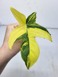 Philodendron Florida Beauty Steckling