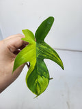 Philodendron Florida Beauty Steckling