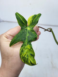 Philodendron Florida Beauty Steckling