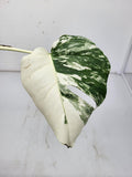 Monstera Variegata Steckling (zum aussuchen)