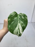 Monstera Variegata Steckling (zum aussuchen)