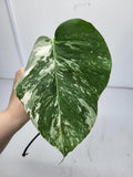 Monstera Variegata Steckling (zum aussuchen)