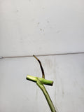 Monstera Variegata Steckling (zum aussuchen)