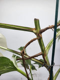 Monstera Variegata (Sad Plants)