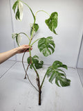 Monstera Variegata (Sad Plants)