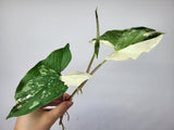 Syngonium Albo Variegata Steckling