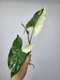 Syngonium Albo Variegata Steckling