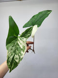 Syngonium Albo Variegata Steckling