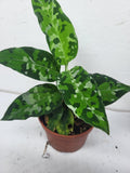 Aglaonema Pictum Tricolor