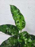 Aglaonema Pictum Tricolor