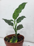 Aglaonema Pictum Tricolor