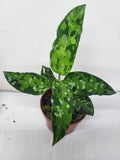 Aglaonema Pictum Tricolor