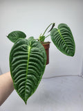 Anthurium Veitchii