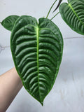 Anthurium Veitchii