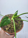 Anthurium Veitchii