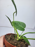 Anthurium Veitchii