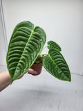 Anthurium Veitchii