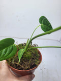 Anthurium Veitchii