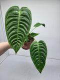 Anthurium Veitchii