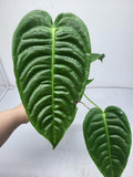 Anthurium Veitchii