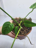 Anthurium Veitchii