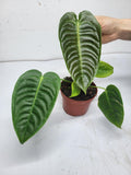 Anthurium Veitchii