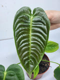 Anthurium Veitchii