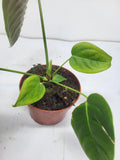 Anthurium Veitchii