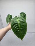 Anthurium Veitchii