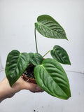 Anthurium Veitchii