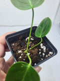 Anthurium Veitchii