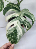 Monstera Variegata (zum aussuchen)