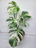 Monstera Variegata (zum aussuchen)