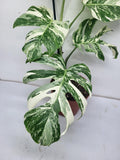 Monstera Variegata (zum aussuchen)