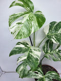 Monstera Variegata (zum aussuchen)