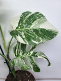 Monstera Variegata (zum aussuchen)